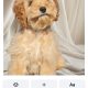 Rare Toy Cockapoo Puppies for Sale in Balla