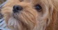 Rare Toy Cockapoo Puppies for Sale in Balla