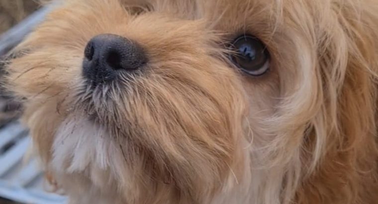 Rare Toy Cockapoo Puppies for Sale in Balla