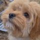 Rare Toy Cockapoo Puppies for Sale in Balla