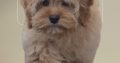Rare Toy Cockapoo Puppies for Sale in Balla