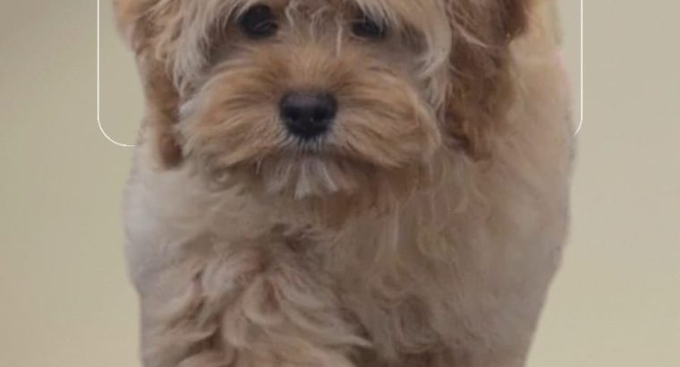 Rare Toy Cockapoo Puppies for Sale in Balla