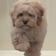 Rare Toy Cockapoo Puppies for Sale in Balla