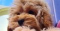 Rare Toy Cockapoo Puppies for Sale in Balla