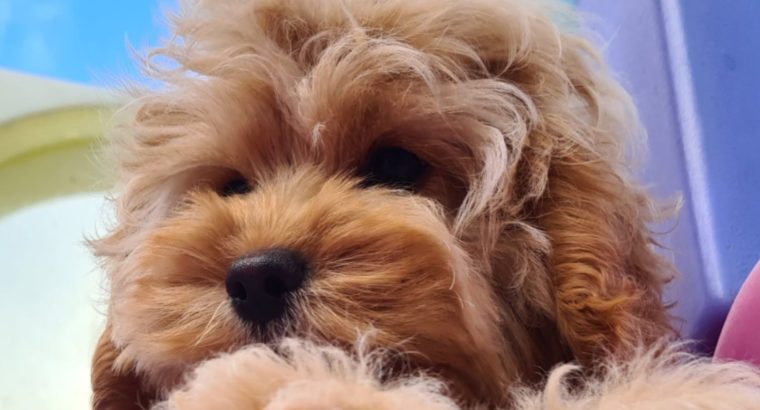 Rare Toy Cockapoo Puppies for Sale in Balla