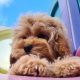 Rare Toy Cockapoo Puppies for Sale in Balla