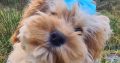 Rare Toy Cockapoo Puppies for Sale in Balla