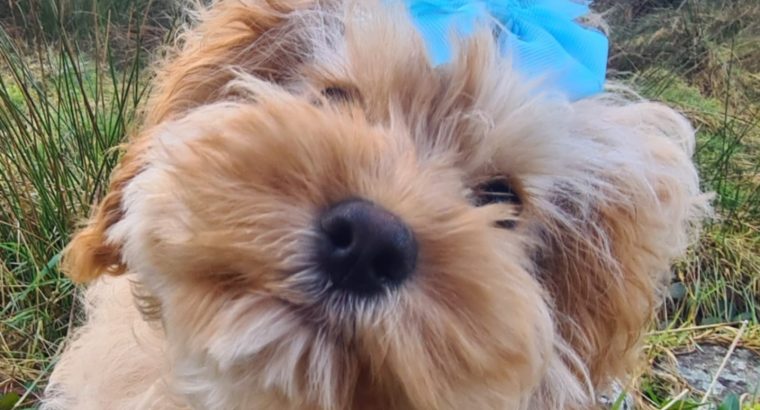 Rare Toy Cockapoo Puppies for Sale in Balla
