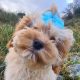 Rare Toy Cockapoo Puppies for Sale in Balla