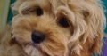 Rare Toy Cockapoo Puppies for Sale in Balla
