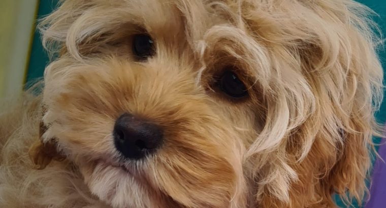 Rare Toy Cockapoo Puppies for Sale in Balla