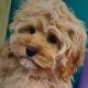 Rare Toy Cockapoo Puppies for Sale in Balla