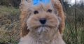 Rare Toy Cockapoo Puppies for Sale in Balla