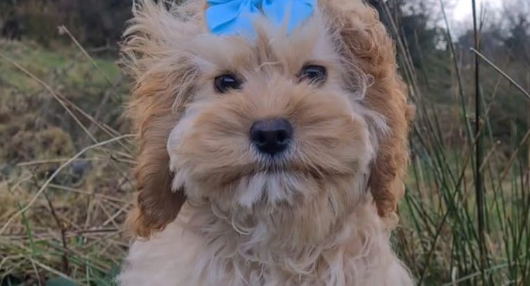 Rare Toy Cockapoo Puppies for Sale in Balla