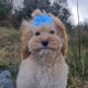 Rare Toy Cockapoo Puppies for Sale in Balla