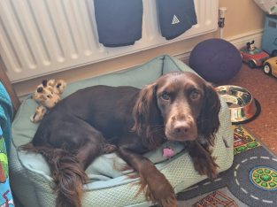 Dark Chocolate Springer X in Cavan