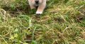 Pomeranian X Puppies for Sale in Killarney