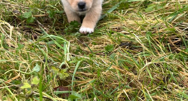 Pomeranian X Puppies for Sale in Killarney