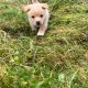Pomeranian X Puppies for Sale in Killarney