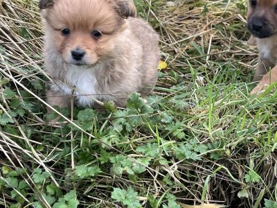 Pomeranian X Puppies for Sale in Killarney