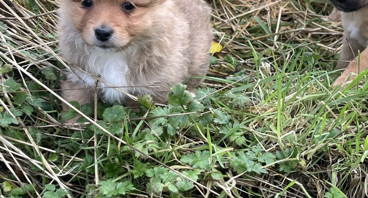 Pomeranian X Puppies for Sale in Killarney