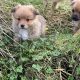 Pomeranian X Puppies for Sale in Killarney