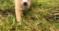 Pomeranian X Puppies for Sale in Killarney