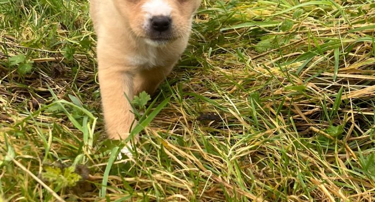 Pomeranian X Puppies for Sale in Killarney
