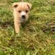 Pomeranian X Puppies for Sale in Killarney