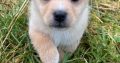 Pomeranian X Puppies for Sale in Killarney
