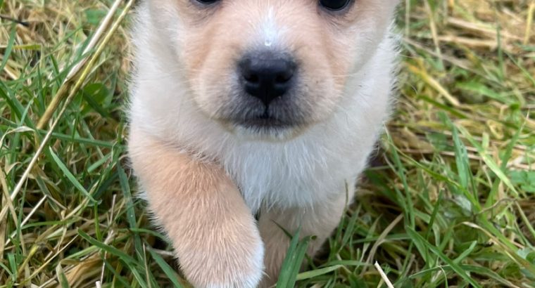 Pomeranian X Puppies for Sale in Killarney