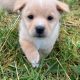 Pomeranian X Puppies for Sale in Killarney