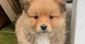 Pomeranian X Puppies for Sale in Killarney