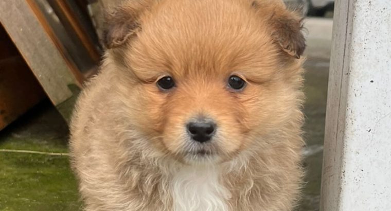 Pomeranian X Puppies for Sale in Killarney