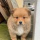 Pomeranian X Puppies for Sale in Killarney