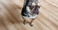 French Bulldog for Stud in Ireland – IKC Registered