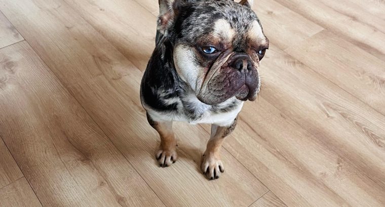French Bulldog for Stud in Ireland – IKC Registered