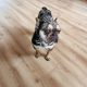 French Bulldog for Stud in Ireland – IKC Registered