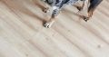 French Bulldog for Stud in Ireland – IKC Registered
