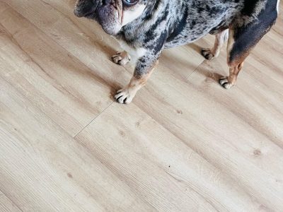 French Bulldog for Stud in Ireland – IKC Registered