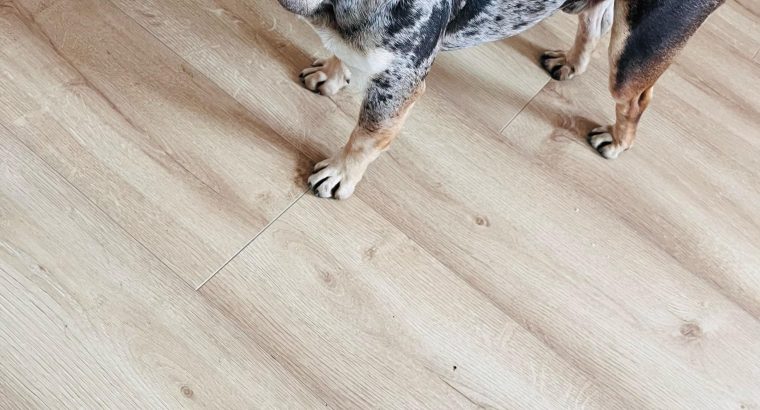 French Bulldog for Stud in Ireland – IKC Registered