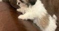 Bichon Frise x Shih Tzu in Kilkenny – Playful Pup
