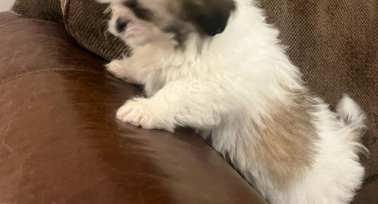 Bichon Frise x Shih Tzu in Kilkenny – Playful Pup
