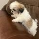 Bichon Frise x Shih Tzu in Kilkenny – Playful Pup