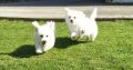 ð¥PEDIGREE IRISH KENNEL CLUB REG’D BICHON FRISE