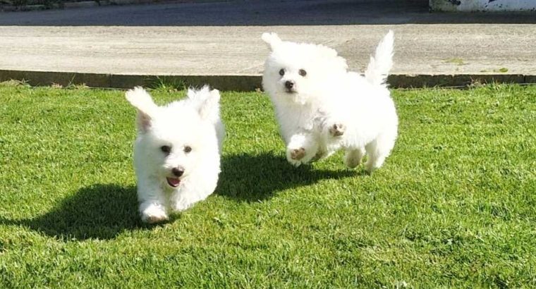 ð¥PEDIGREE IRISH KENNEL CLUB REG’D BICHON FRISE