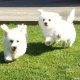 ð¥PEDIGREE IRISH KENNEL CLUB REG’D BICHON FRISE