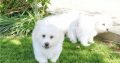 ð¥PEDIGREE IRISH KENNEL CLUB REG’D BICHON FRISE