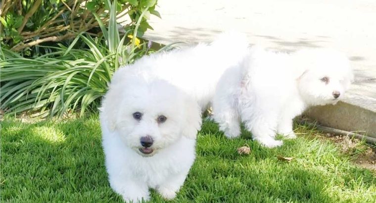 ð¥PEDIGREE IRISH KENNEL CLUB REG’D BICHON FRISE