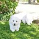 ð¥PEDIGREE IRISH KENNEL CLUB REG’D BICHON FRISE